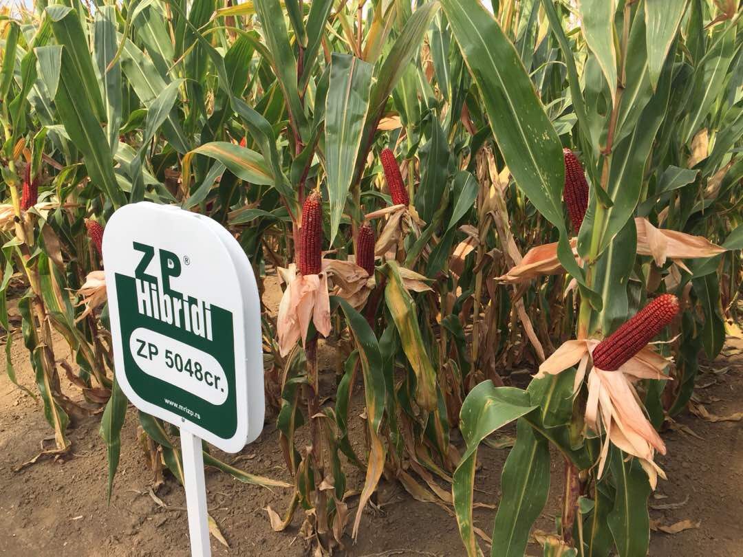 ارقام با رنگ متفاوت از بذور ذرت زدپی (ZP)