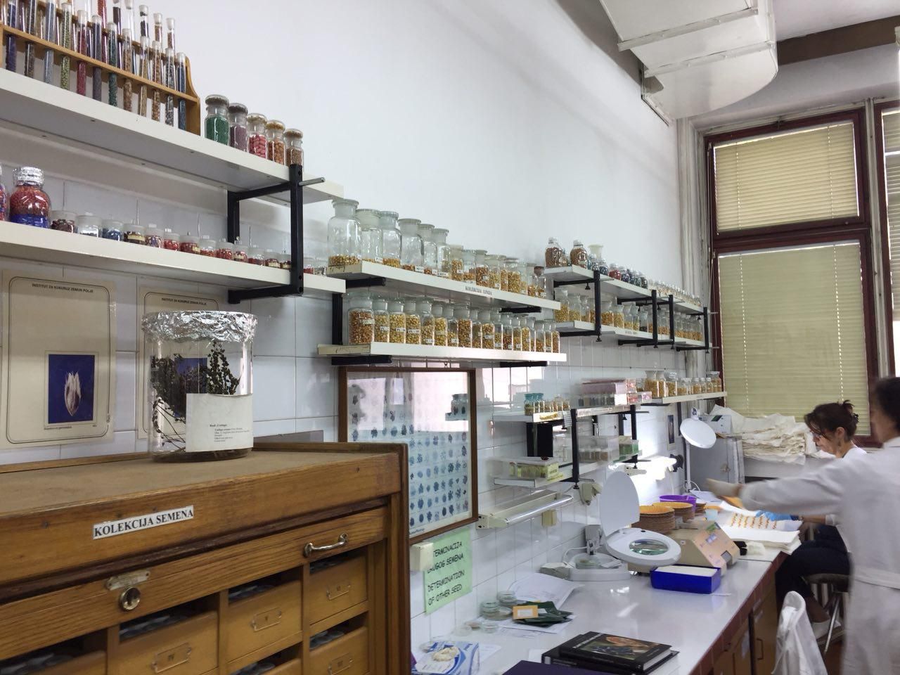 آزمایشگاه تولید بذر ذرت زدپی (ZP)